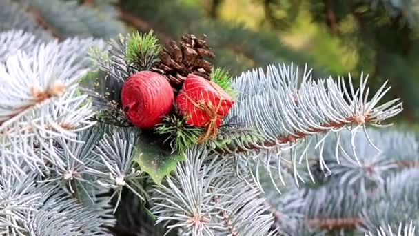 Brinquedos Natal Nos Ramos Pinheiro Vivo Como Decoração Férias — Vídeo de Stock