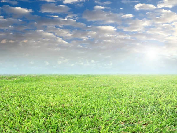 fresh green grass of a field meadow under a blue cloudy sky