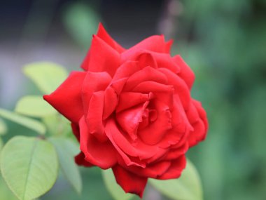 Kırmızı güller güzel bir tomurcuk bahçe dekor parçası olarak