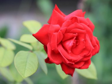 Kırmızı güller güzel bir tomurcuk bahçe dekor parçası olarak