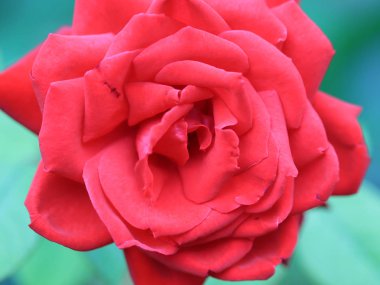 Kırmızı güller güzel bir tomurcuk bahçe dekor parçası olarak