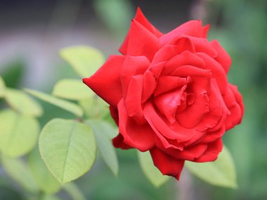 Kırmızı güller güzel bir tomurcuk bahçe dekor parçası olarak