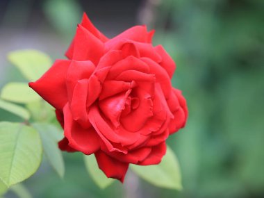 Kırmızı güller güzel bir tomurcuk bahçe dekor parçası olarak