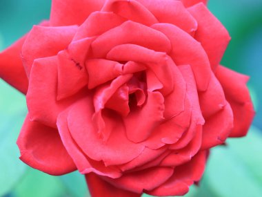 Kırmızı güller güzel bir tomurcuk bahçe dekor parçası olarak