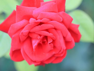 Kırmızı güller güzel bir tomurcuk bahçe dekor parçası olarak