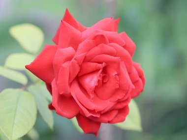 Kırmızı güller güzel bir tomurcuk bahçe dekor parçası olarak