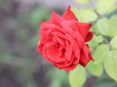 Kırmızı güller güzel bir tomurcuk bahçe dekor parçası olarak