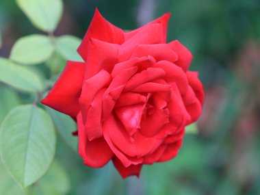 Kırmızı güller güzel bir tomurcuk bahçe dekor parçası olarak