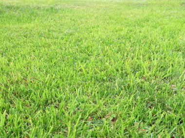 güzel taze yeşil çimen ülke çayır