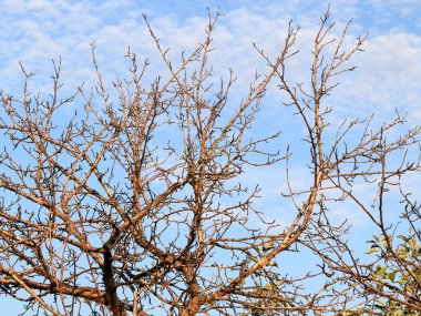 bir bulutlu gökyüzü arka plan eski ağaç dalları Kuru