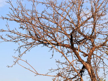 bir bulutlu gökyüzü arka plan eski ağaç dalları Kuru
