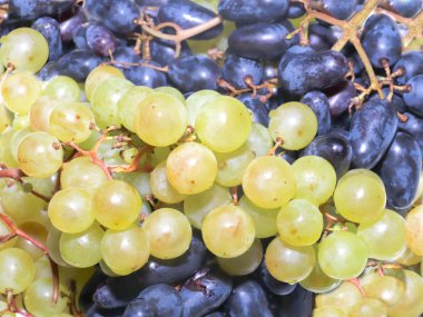 içecekler ve incelik için taze Olgun üzüm demet