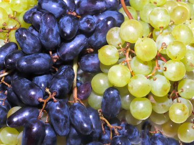 içecekler ve incelik için taze Olgun üzüm demet