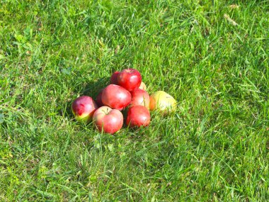 hasat olgun taze meyve elma yalan yeşil çim sahada