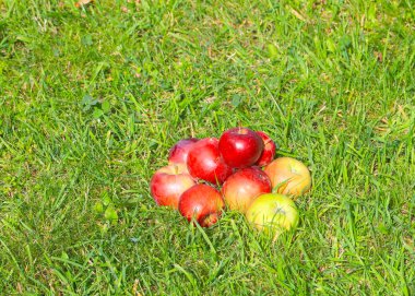 hasat olgun taze meyve elma yalan yeşil çim sahada