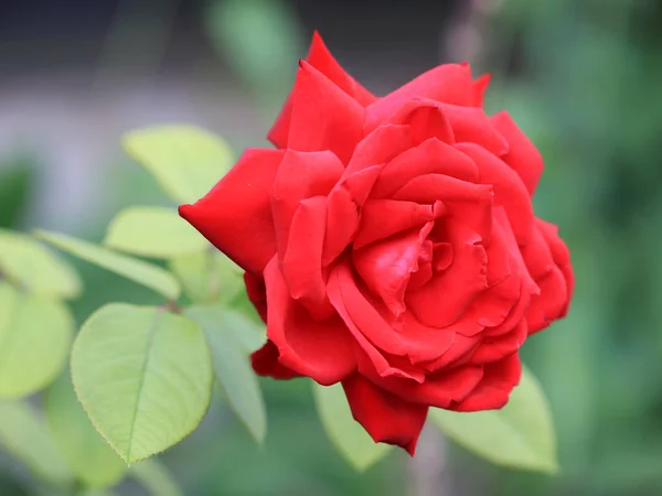 Przepiękny Kwiat Szkarłat Róż Jako Część Wystroju Ogrodu — Zdjęcie stockowe