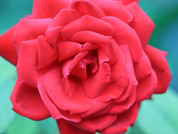 美丽的玫瑰花蕾作为花园装饰的一部分 — 图库照片