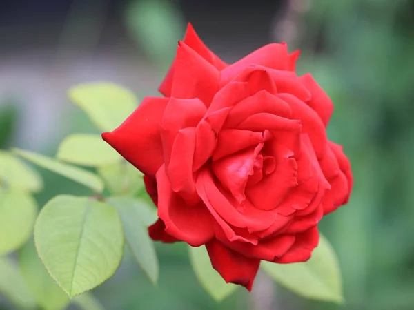 Bellissimo Bocciolo Rose Scarlatte Come Parte Dell Arredamento Del Giardino — Foto Stock