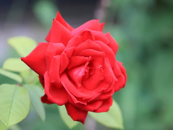 Bellissimo Bocciolo Rose Scarlatte Come Parte Dell Arredamento Del Giardino — Foto Stock
