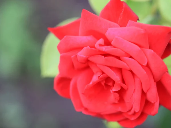Przepiękny Kwiat Szkarłat Róż Jako Część Wystroju Ogrodu — Zdjęcie stockowe