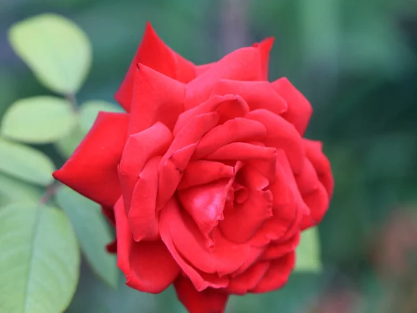 Bellissimo Bocciolo Rose Scarlatte Come Parte Dell Arredamento Del Giardino — Foto Stock