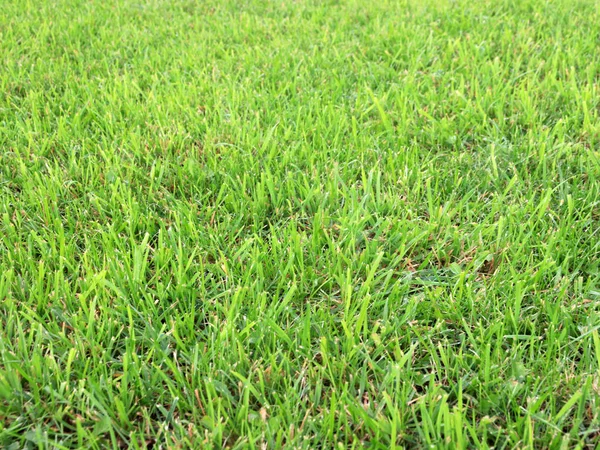 Beautiful Fresh Green Grass Country Meadow — Stock Photo, Image