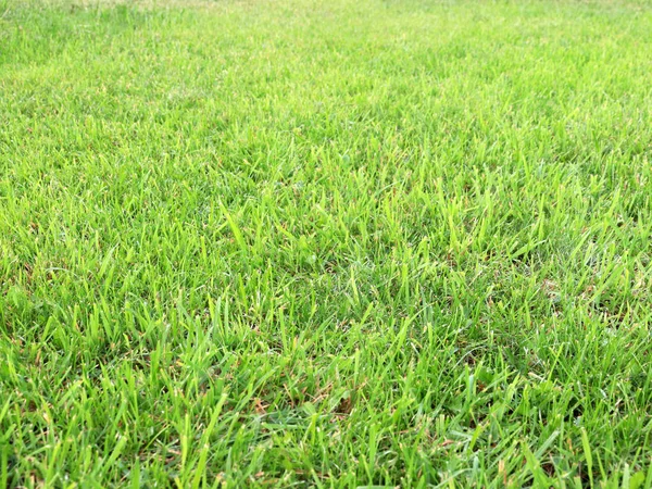 Beautiful Fresh Green Grass Country Meadow — Stock Photo, Image