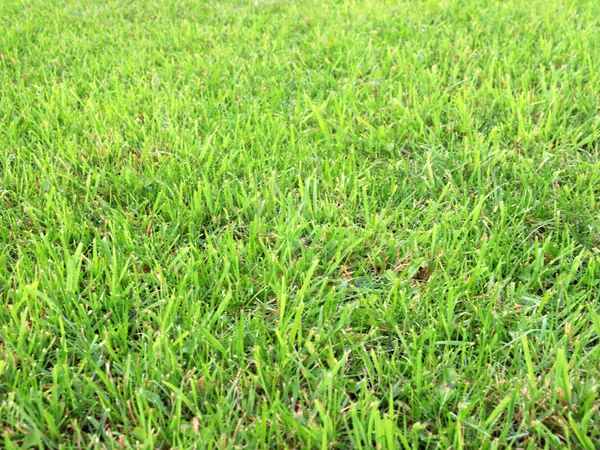 Beautiful Fresh Green Grass Country Meadow — Stock Photo, Image