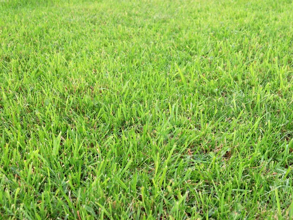 Beautiful Fresh Green Grass Country Meadow — Stock Photo, Image