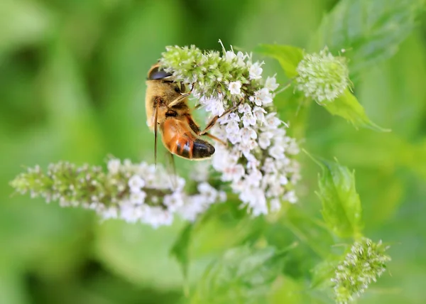 Wild Bee Collects Nectar Field Mint Flower — Stock Photo, Image