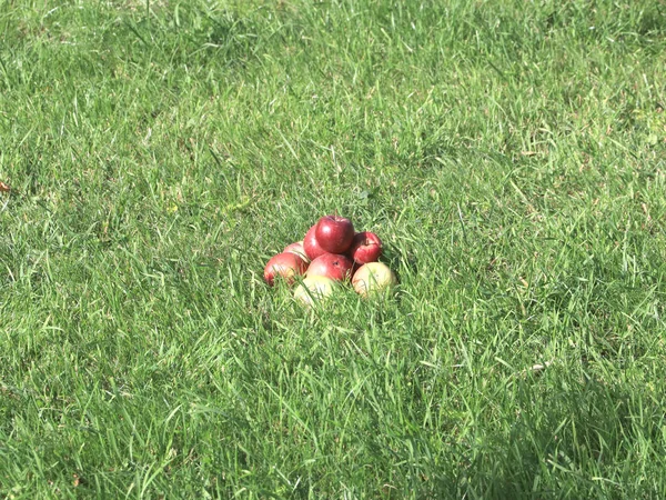 Skörden Mogen Färsk Frukt Äpplen Ligg Fältet Grönt Gräs — Stockfoto