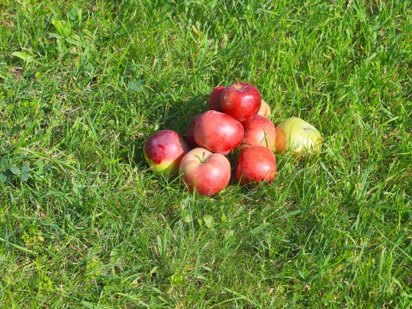 Урожай Спелых Свежих Фруктов Яблоки Лежат Зеленом Травяном Поле — стоковое фото