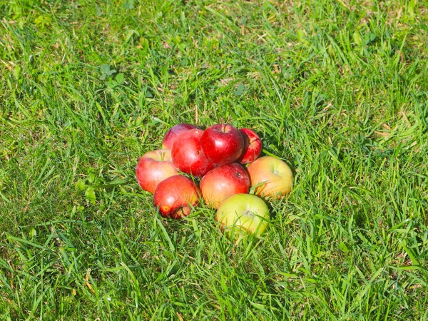 Zbiory Dojrzałych Owoców Świeżych Jabłek Kłamstwo Pole Trawa Zielona — Zdjęcie stockowe