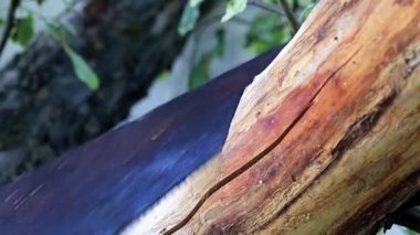 yaz yazlık çalışmaları sırasında Bahçe ağaç kesme tezgahlar