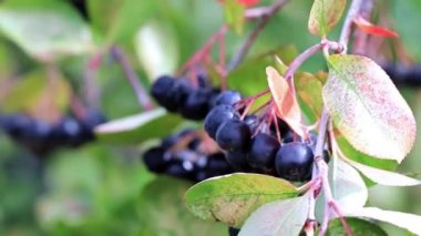 chokeberry Aronia çalı dalları üzerinde olgunlaşmış taze çilek