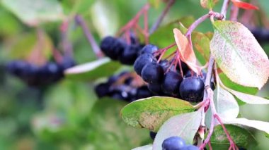 chokeberry Aronia çalı dalları üzerinde olgunlaşmış taze çilek