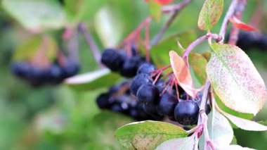 chokeberry Aronia çalı dalları üzerinde olgunlaşmış taze çilek
