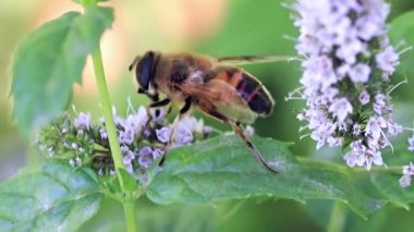 yabani arı Bahçe nane taze çiçek nektar toplar