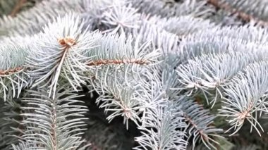 yeşil ladin iğne yapraklı kış ormanda büyük dalları