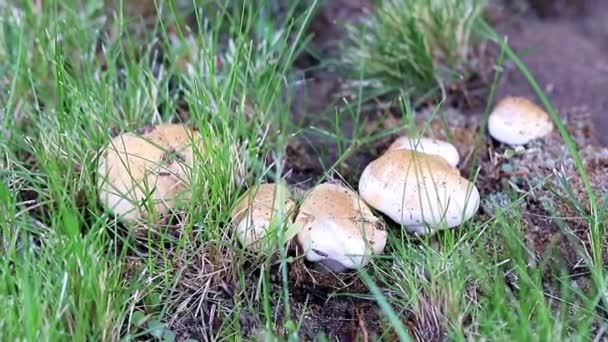 Setas Frescas Del Bosque Blanco Prado Herboso — Vídeo de stock