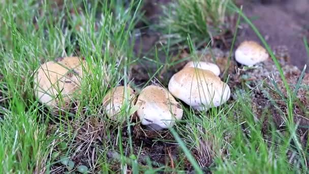 Fresh White Forest Mushrooms Grassy Meadow — Stock Video