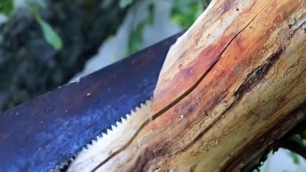 夏季山寨作业中的锯园树 — 图库视频影像