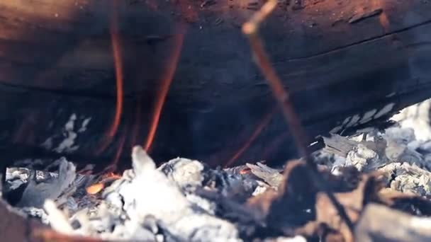 Bruciando Rami Secchi Tronchi Albero Durante Incendio Boschivo — Video Stock