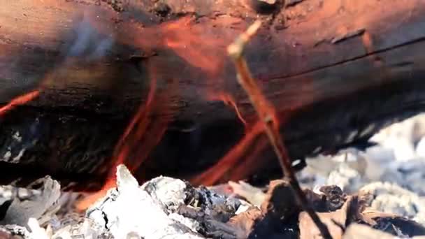 Brennende Äste Und Baumstämme Bei Waldbrand — Stockvideo