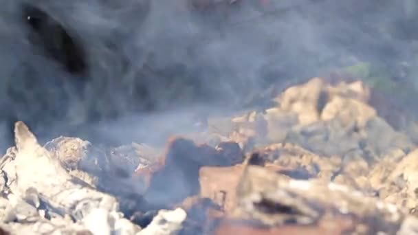 Yanan Orman Yangını Sırasında Kuru Dalları Ağaç Gövdeleri — Stok video