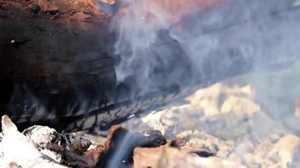 Bruciando Rami Secchi Tronchi Albero Durante Incendio Boschivo — Video Stock