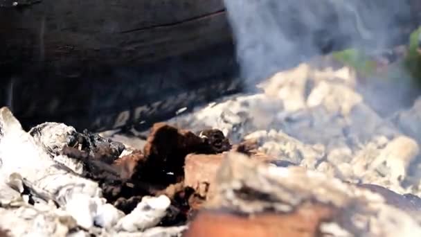 Droge Takken Boomstammen Branden Tijdens Een Bosbrand — Stockvideo