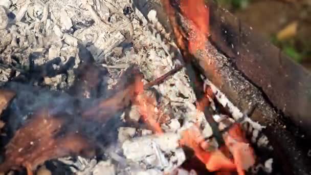 在森林大火中燃烧干树枝和树干 — 图库视频影像