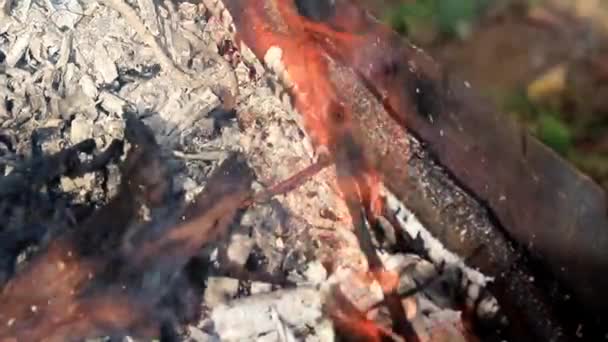 Bruciando Rami Secchi Tronchi Albero Durante Incendio Boschivo — Video Stock