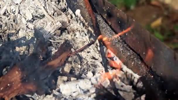 Burning Suche Gałęzie Pnie Drzew Podczas Pożaru Lasu — Wideo stockowe